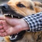 Dog Bite Attorney