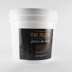 Lodgepole pine pollen