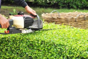 Hedge Removal